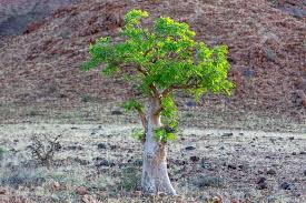 Image result for Moringa oleifera