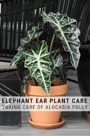 Elephant Ear Plant Care Guide Care Ear Elephant Guide Plant In 2020 Plant Care Houseplant Plants Plant Care