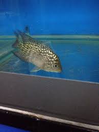 Supremo Kamfa Flowerhorn Sept 14 2015 Fish Fish Pet Pets