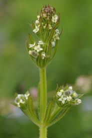 Image result for Galium chloroionanthum