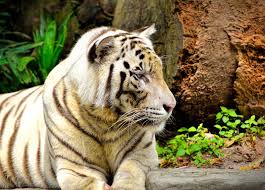 Submitted 2 years ago by wastelandqueen. 2 047 Tiger Posing Photos Free Royalty Free Stock Photos From Dreamstime