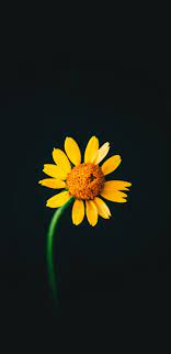 1440x2960 Yellow Flower Portrait Dark Wallpaper In 2021 Dark Wallpaper Yellow Flowers Wallpaper