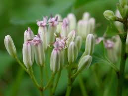 Image result for Aspidoglossum breve