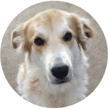 Partly cloudy this evening with more clouds for overnight. Clinton Illinois Animal Rescue Second Chance For Pets