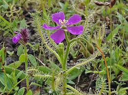 Image result for Indigofera monantha