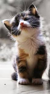 cute animals pinterest cuteanimalsbabyfunny キュートな猫 子猫 かわいい子猫