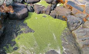 We hiked in and the kids were so tired after we got a ride out. Papakolea Green Sand Beach Hawaii