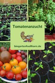 Tomatenanzucht Tomatenanzucht Tomaten Garten Tomatenanbau