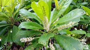 Image result for Terminalia superba