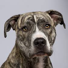 15 labradors mixed with basset hound. 5 Types Of Pit Bulls And How To Tell The Difference Simply For Dogs