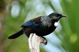 Heward Blog Sharing Information And Stories Is The Best Way To Stimulate The Imagination And Enrich Our Lives Tui Bird Birds Online Pet Birds