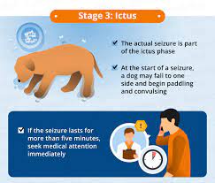 How Long Do Dog Seizures Last Canna Pet
