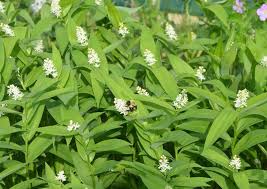 Image result for Stathmostelma pedunculatum