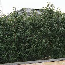 Portugiesischer Kirschlorbeer Pflanzen Janssen Gmbh Kirschlorbeer Pflanzen Portugiesische Kirschlorbeer Kirschlorbeer