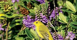 Penny's Hot Birding and Life!: AMERICAN YELLOW WARBLER