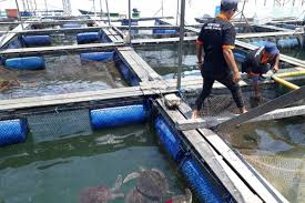 Pupuk Kaltim Bantu Tingkatkan Ekspor Kerapu Antara News Kalimantan Barat