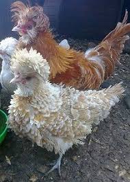Pets Free Classifieds Online Pets Auctions Beautiful Chickens Fancy Chickens Pet Birds