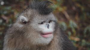 Check spelling or type a new query. See The Difference Do You Know China Has Three Golden Monkeys Cgtn