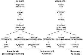 reproductive pathways characterizing amphimixis sexual