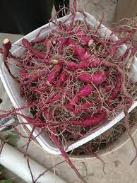 Aquaponics Sweet Potatoes Steemit