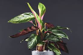 Is it possible to kill a calathea plant? Korbmarante Standort Pflanzen Pflege Plantura