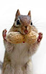 Stop Thief Get Your Hands In The Air Baby Animals Funny Animal Memes Animals