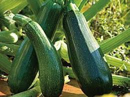 Planter La Courgette En Pot Ou Jardiniere Jardin Potager Potager Facile Et Jardinage Potager