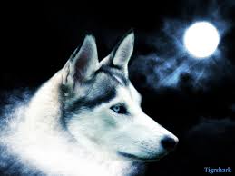 Best 54 Alpha Wolf Wallpaper On Hipwallpaper Beautiful Wolf Wallpapers Awesome Wolf Wallpapers And Pretty Wolf Wallpaper A collection of the top 38 alpha wolf wallpapers and backgrounds available for download for free. alpha wolf wallpaper on hipwallpaper