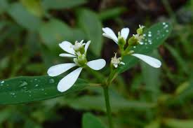 Image result for Euphorbia graminea