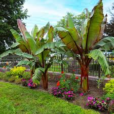 Image result for Ensete ventricosum
