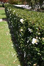 Image Result For White Camellia Sasanqua Hedge Garden Hedges Hedges Landscaping Front Yard Hedges