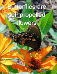 Gardening Quotes And Inspirational Sayings Beautiful Butterflies Quotes Garden Quotes Butterfly Quotes