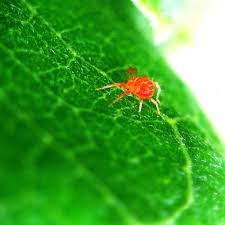 Image result for red mite