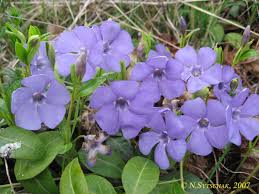 Image result for Farquharia