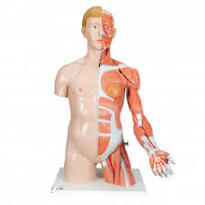 The key muscle in the control of respiration. Life Size Human Muscle Torso Model 27 Part 3b Smart Anatomy