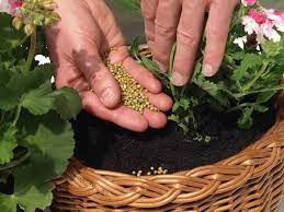 Which fertilizer is best for container gardening? Best Slow Release Fertilizer For Flowers And Shrubs Hort Zone