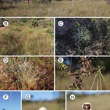 Image result for Syngonanthus longibracteatus