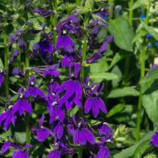 Lobelia Starship Scarlet Plants Perennial Lobelia Plug Plants Brookside Nursery