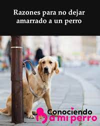 Razones Para No Dejar Amarrado A Un Perro Perros Cuidar Animales Duenos De Perros