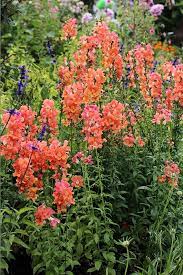 Antirrhinum Majus Chantilly Bronze Snapdragon Cottage Garden Plants Antirrhinum Snapdragons