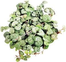 Image result for Ceropegia mirabilis