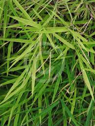 Image result for Pogonatherum paniceum