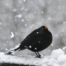 Black Bird With White Chest And Belly Pin By Pat Pierce On Black And White Cottage Winter Colors Black Bird Beautiful Birds