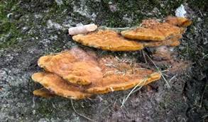 Image result for Phellinus gilvus