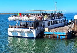 Image result for Faroa involucrata