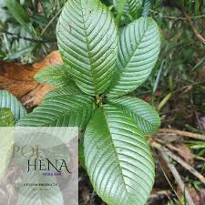 Image result for Tetracera