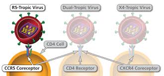 Until recently, understanding the role of ccr5 in supporting the antiviral immune response was ccr5δ32 allele on the response to influenza viruses. What Makes Some People Resistant To Hiv Infection Microbe Online
