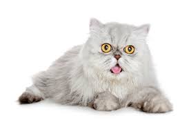 Makanan kucing persia agar gemuk. Kucing Belang Blog Pecinta Kucing Resep Membuat Makanan Kucing Berkualitas Agar Cepat Gemuk Dan Sehat