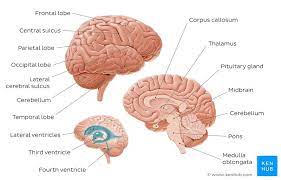 The brain is one of the most complex and magnificent organs in the human body. Parts Of The Brain Learn With Diagrams And Quizzes Kenhub