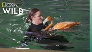 Flamingos Get Hydrotherapy Secrets Of The Zoo National Geographic Wild Zoo Animal Lover